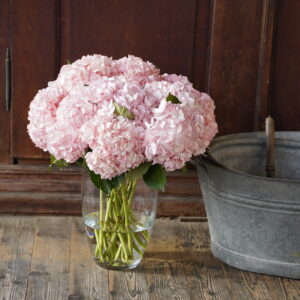 Hortensia